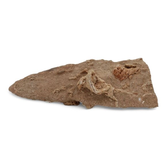 Devonian Coral Fossil Rock Rugose & Tabulate Corals In Limestone 2 Lb 1 Oz - Picture 1 of 5